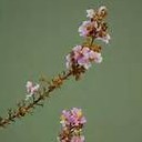 สมาชิกหมายเลข 2236034