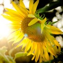 สมาชิกหมายเลข 790488