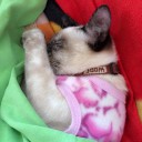 สมาชิกหมายเลข 1787360