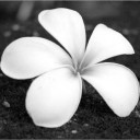 สมาชิกหมายเลข 2176017