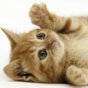 มามิมามิ