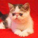 สมาชิกหมายเลข 2349001