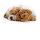 สมาชิกหมายเลข 2251259