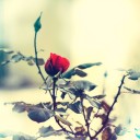 สมาชิกหมายเลข 3514403