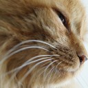 แมวอ้วนสีส้มนะ