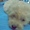 สมาชิกหมายเลข 1022419