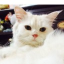 สมาชิกหมายเลข 1572155
