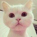 สมาชิกหมายเลข 1844733