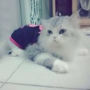 สมาชิกหมายเลข 842447