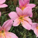 สมาชิกหมายเลข 2640180