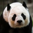 หัวหน้าแพนด้า