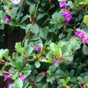 สมาชิกหมายเลข 2603306