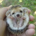 สมาชิกหมายเลข 2659410