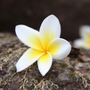 สมาชิกหมายเลข 2646779