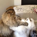 สมาชิกหมายเลข 1015121