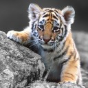 สมาชิกหมายเลข 1414104