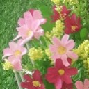 สมาชิกหมายเลข 795445