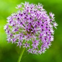 Purple Dandelion
