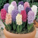 สมาชิกหมายเลข 1252072