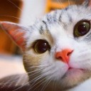 พ่อปลาเก๋า