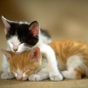 สมาชิกหมายเลข 1839869