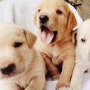 สมาชิกหมายเลข 2585084