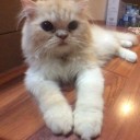 คุณฝอยทอง