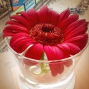 น้องแมวลอยฟ้า