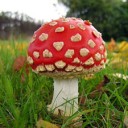 สมาชิกหมายเลข 3061738