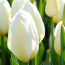 สมาชิกหมายเลข 1019621