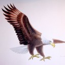 ดั่งนกอินทรีที่แข็งแกร่ง