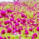 สมาชิกหมายเลข 3062601