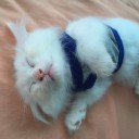 สมาชิกหมายเลข 3524432