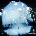 สมาชิกหมายเลข 995805