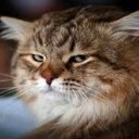 แมวหน้ามู่