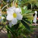 นู๋รุ่ง