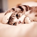 สมาชิกหมายเลข 1020480