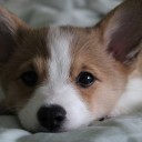 สมาชิกหมายเลข 2614508