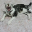 สมาชิกหมายเลข 2652740