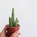 สมาชิกหมายเลข 733991