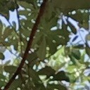 สมาชิกหมายเลข 2427867