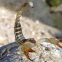 แมงป่องสีทอง