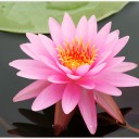 สมาชิกหมายเลข 1022101