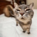 สมาชิกหมายเลข 2594275