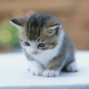 แมว-สิ่งมีชีวิตที่คิดจะครองโลก