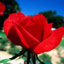 สมาชิกหมายเลข 1294252