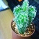 สมาชิกหมายเลข 1740086