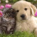 สมาชิกหมายเลข 2263512