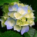 สมาชิกหมายเลข 1023584