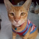 Fat cat in tight vest